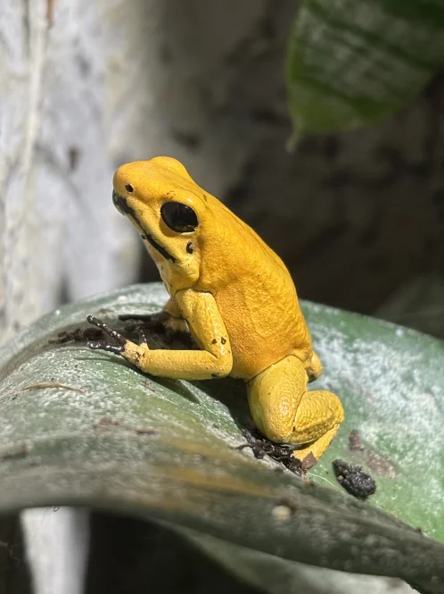 Schrecklicher Baumsteiger