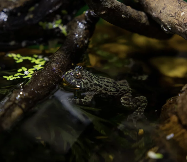 Chinesische Rotbauchunke