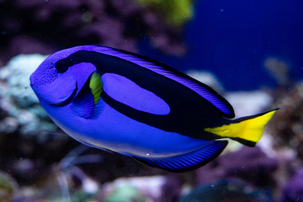 Paletten-Doktorfisch