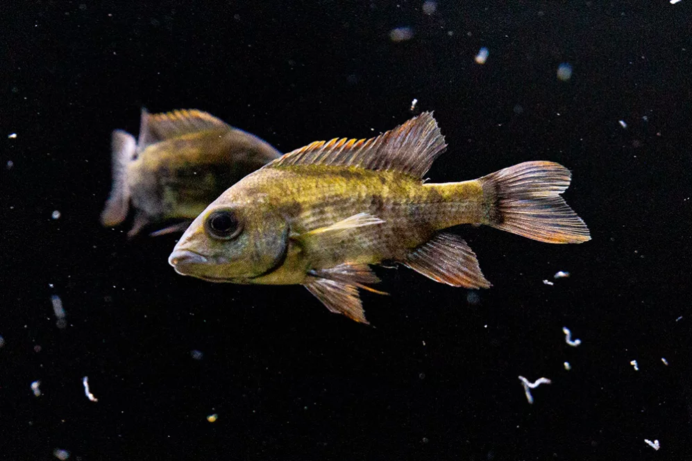 Mangarahara-Buntbarsch