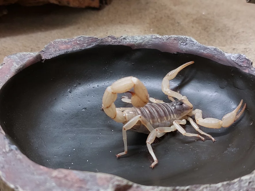 Haariger Wüstenskorpion