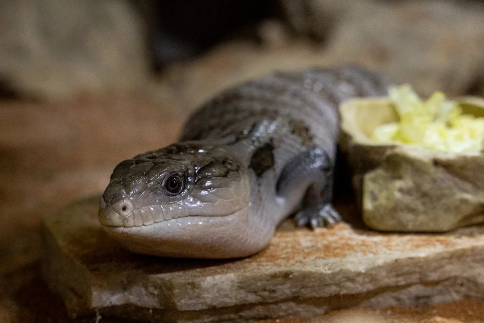 Blauzungenskink