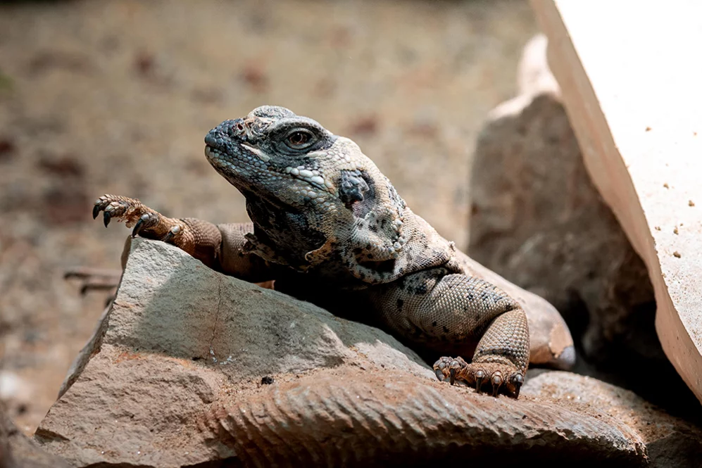 Chuckwalla
