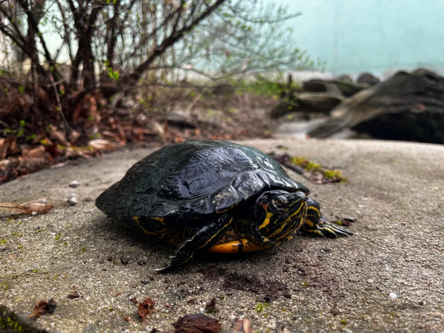 Rotwangen-Schmuckschildkröte