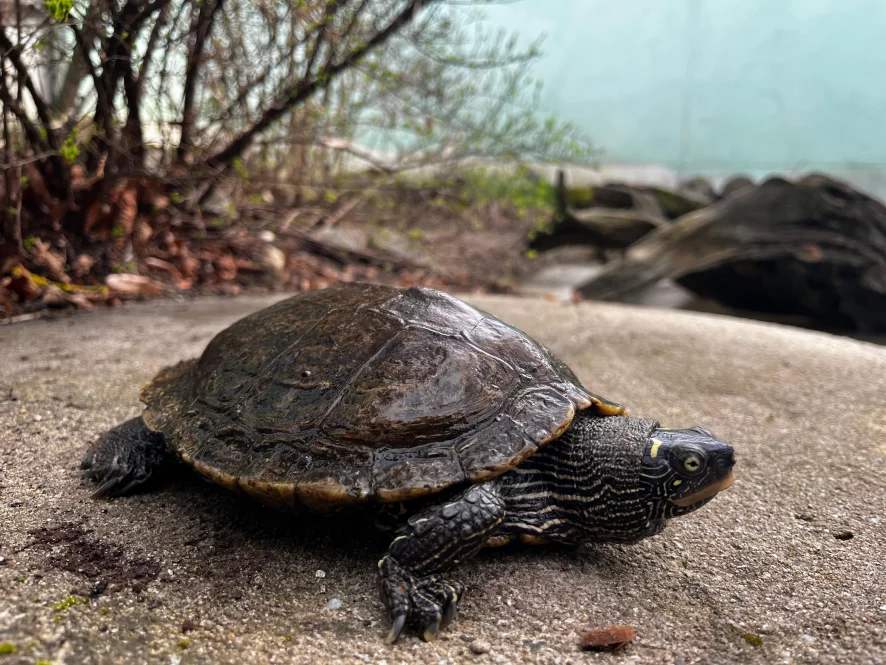 Falsche Landkartenschildkröte