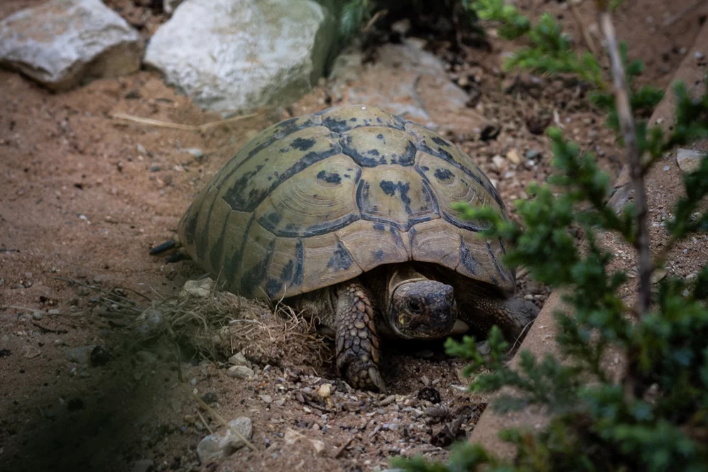 Griechische Landschildkröte