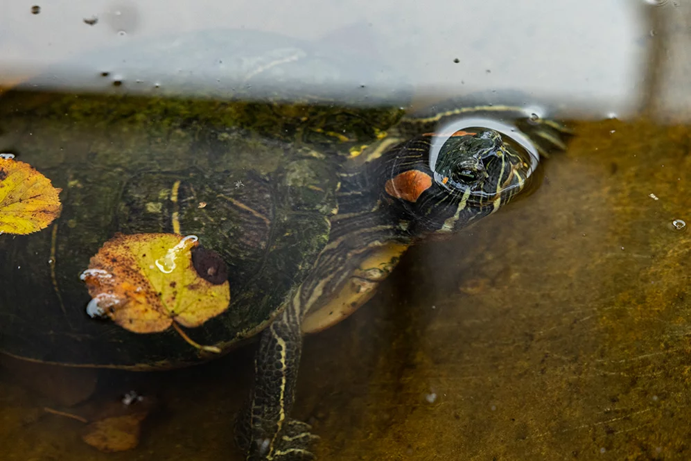 Rotwangen-Schmuckschildkröte