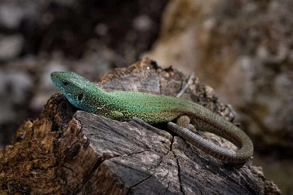 Smaragdeidechse