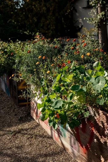 Kräutergarten für unsere Tiere